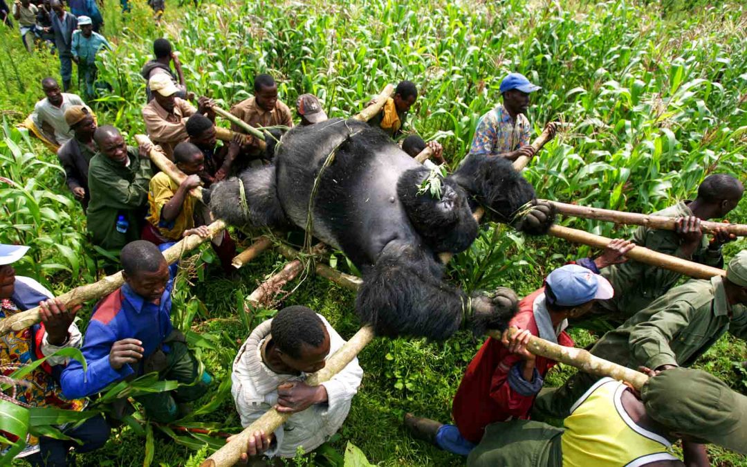 GORILLA MURDERS