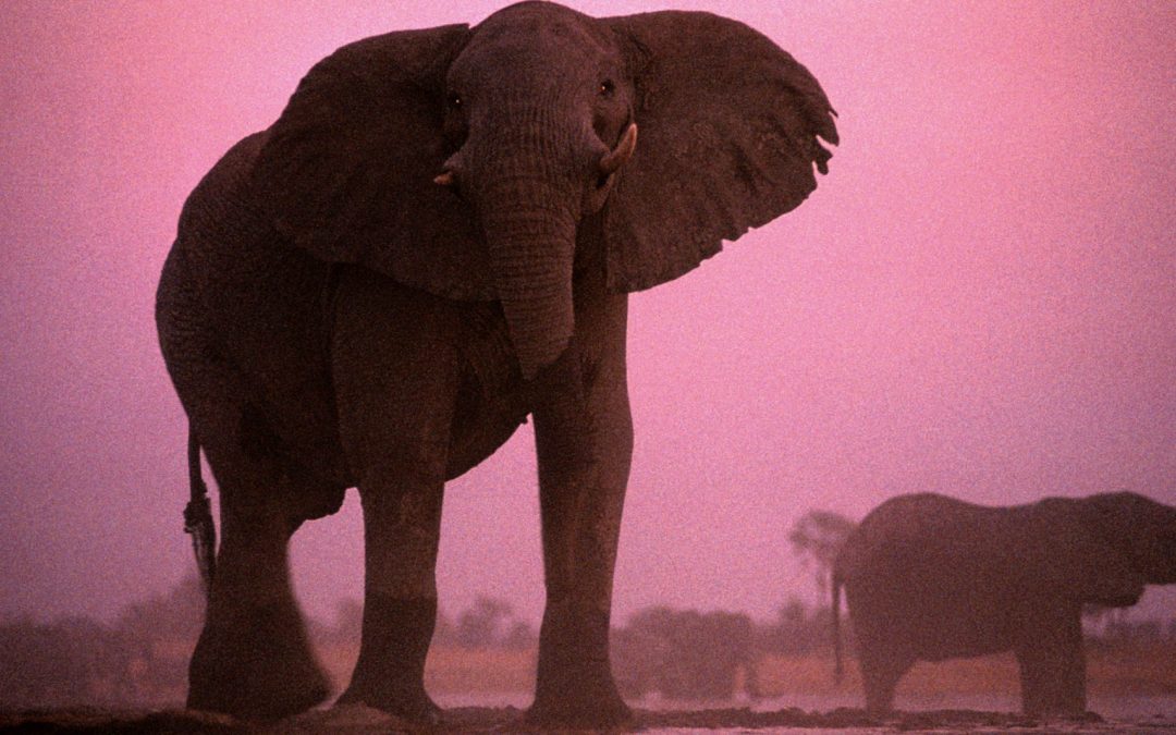 IN THE WOMB: ANIMAL BABIES