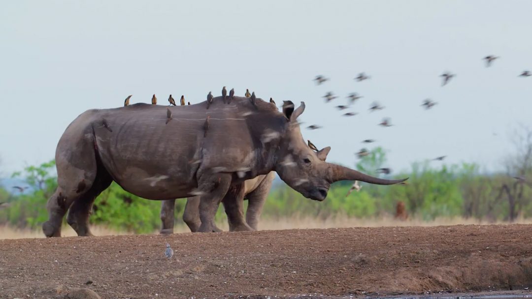 RETURN OF THE RHINOS