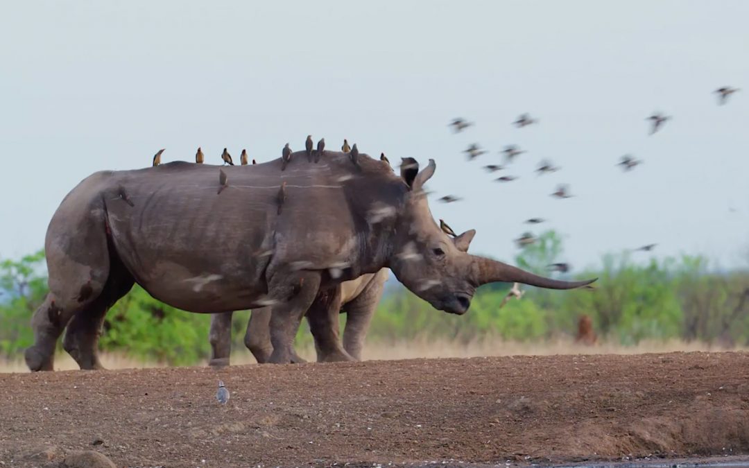 RETURN OF THE RHINOS